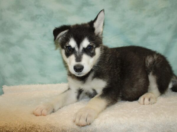 Alaskan Malamute Dog Male Black and White 20803 Petland Dalton, Georgia