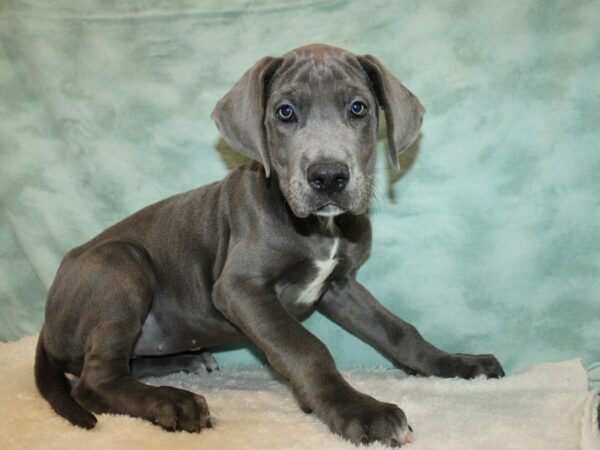 Great Dane-Dog-Female-Blue-9670-Petland Dalton, Georgia