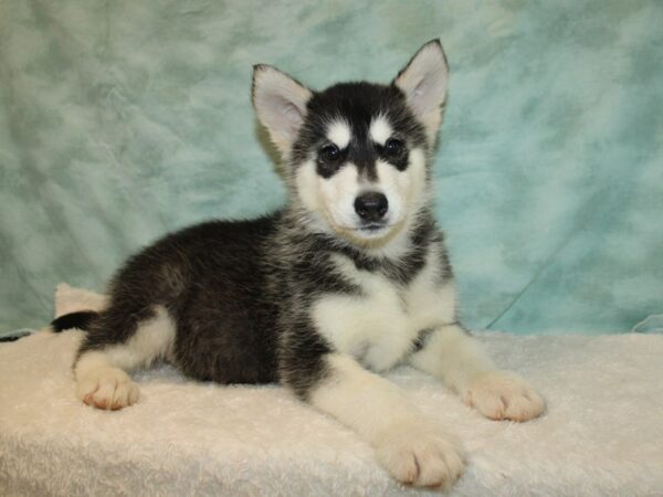 Alaskan Malamute Dog Female Black and White 9667 Petland Dalton, Georgia