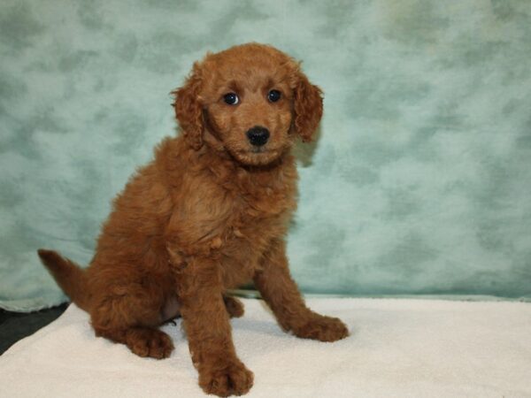 Goldendoodle Mini 2nd Gen Dog Female Red 9675 Petland Dalton, Georgia