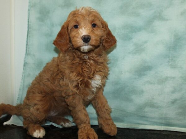 Goldendoodle Mini F1 Dog Female Cream 9674 Petland Dalton, Georgia