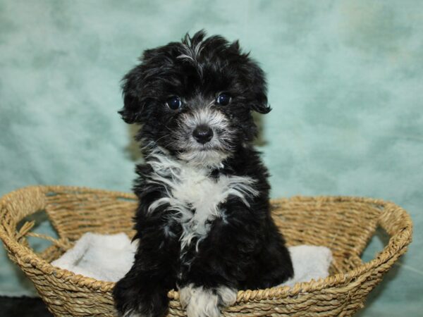 Yorkiepoo Dog Female Chocolate 9679 Petland Dalton, Georgia