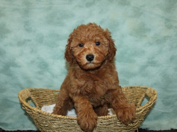 Cavapoo Dog Male Red 20814 Petland Dalton, Georgia