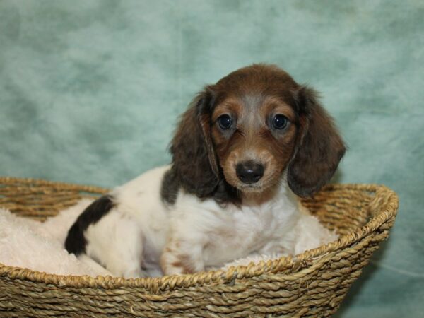 Dachshund Dog Female Isabella Piebald 9678 Petland Dalton, Georgia