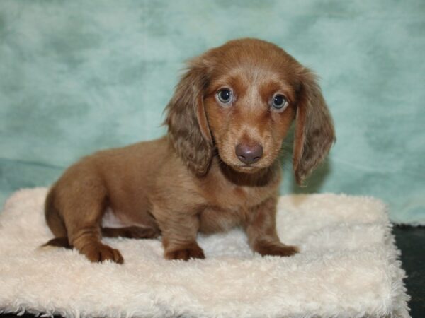 Dachshund Dog Female Isabella 9677 Petland Dalton, Georgia