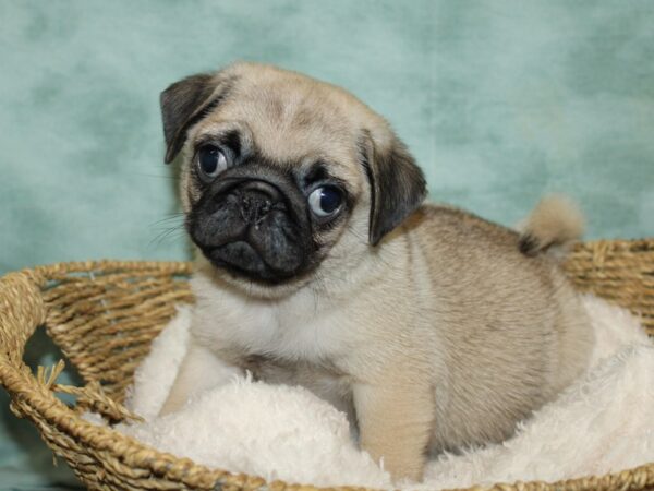 Pug-DOG-Male-fawn-9676-Petland Dalton, Georgia