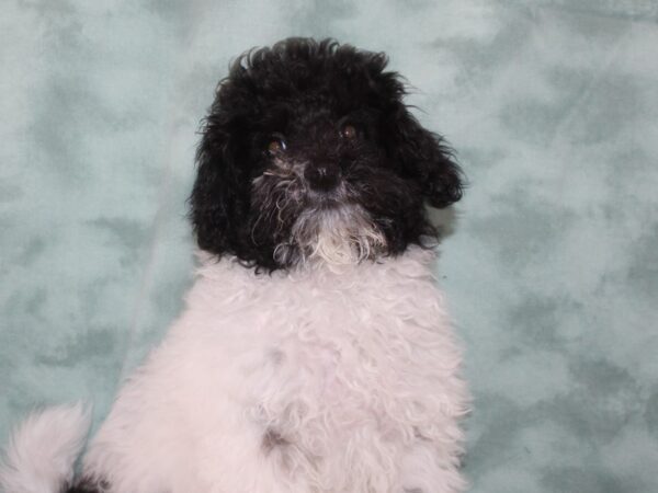 Mini Labradoodle 2nd Gen-DOG-Female-Black and White-9639-Petland Dalton, Georgia