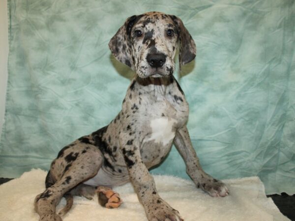 Great Dane-Dog-Female-Merle-20827-Petland Dalton, Georgia