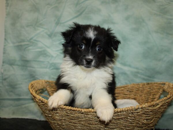 Miniature Australian Shepherd DOG Female Black White and Brown 9691 Petland Dalton, Georgia