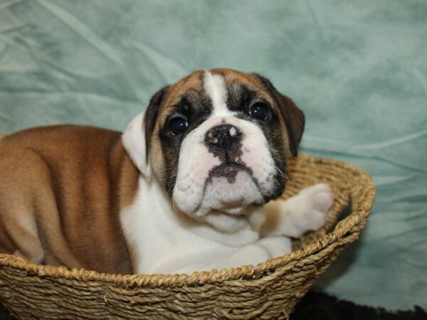 English Bulldog Dog Female Red and White 20825 Petland Dalton, Georgia