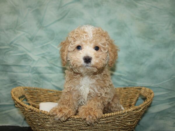 Poodle Mini Dog Male Apricot 9693 Petland Dalton, Georgia