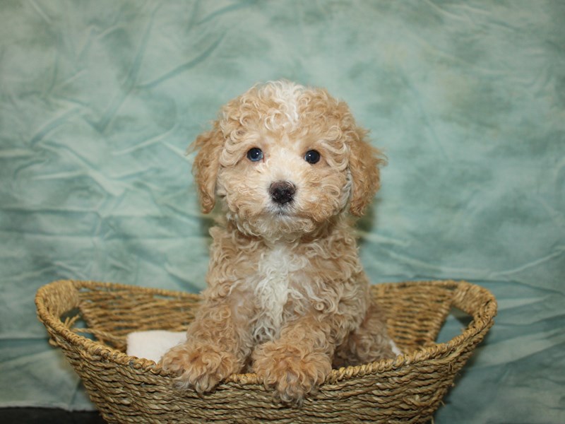 Poodle Mini-Male-Apricot-4009664-Petland Dalton