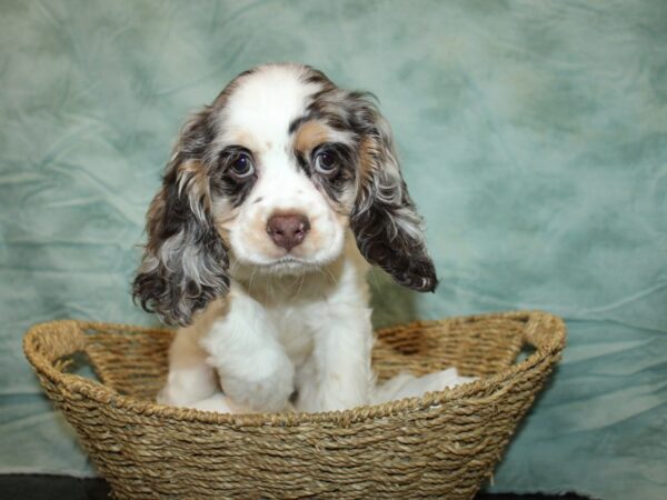 Cocker Spaniel-Dog-Male-Chocolate / White-9684-Petland Dalton, Georgia