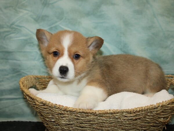 Pembroke Welsh Corgi DOG Male Red / White 9690 Petland Dalton, Georgia