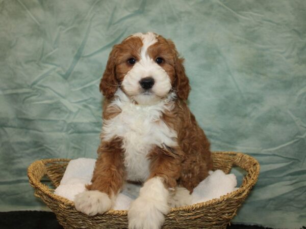 Bernedoodle F1B Dog Male Red / White 9688 Petland Dalton, Georgia