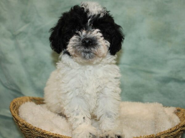 Bichapoo DOG Male Black & white 20833 Petland Dalton, Georgia