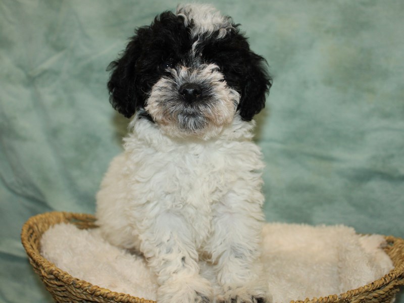 Bichapoo-Male-Black & white-4012230-Petland Dalton