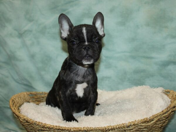 French Bulldog Dog Female Black brindle 20832 Petland Dalton, Georgia