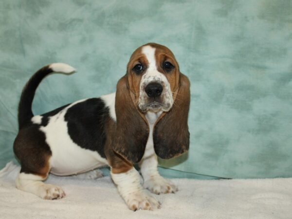 Basset Hound Dog Female Tri-Colored 20845 Petland Dalton, Georgia