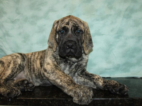 Mastiff-DOG-Male-Brindle-9685-Petland Dalton, Georgia