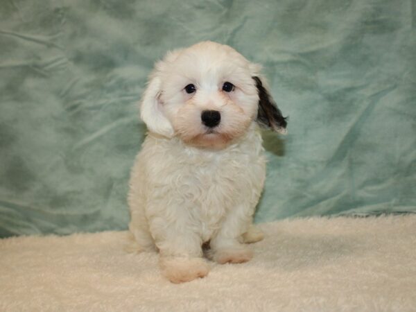 Daisy Dog DOG Male White 20740 Petland Dalton, Georgia