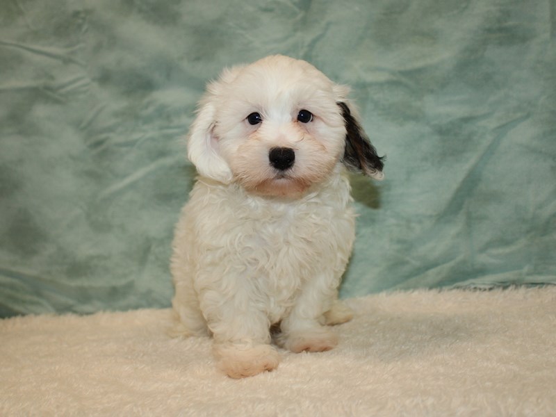 Daisy Dog-Male-White-3949667-Petland Dalton