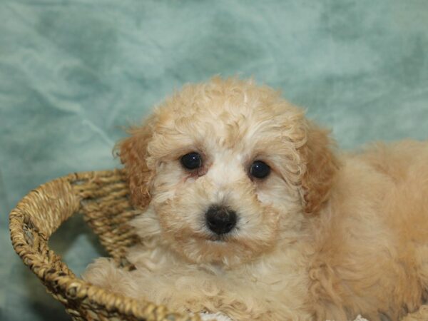 Bichapoo-Dog-Female-Cream-20770-Petland Dalton, Georgia