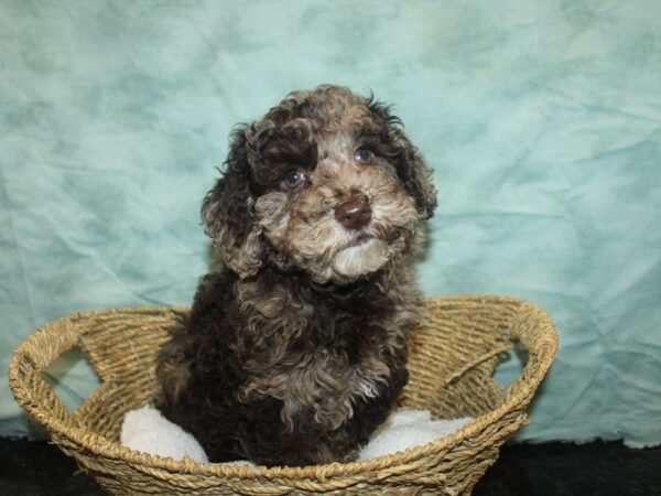 Bichapoo Dog Female Chocolate Merle 9694 Petland Dalton, Georgia