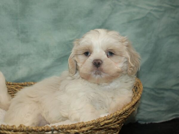 Shih Tzu Dog Male White / Cream 9663 Petland Dalton, Georgia