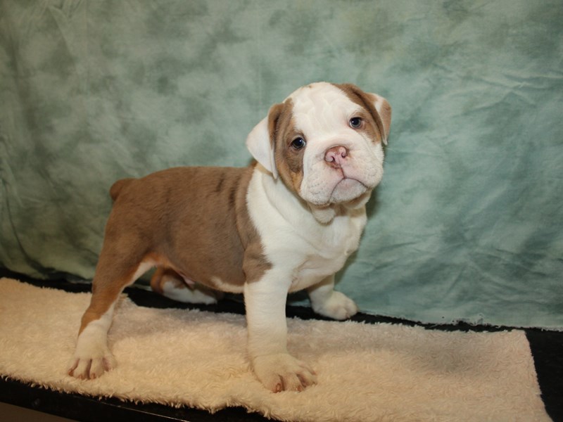 Beabull-Male-Fawn / White-3959795-Petland Dalton