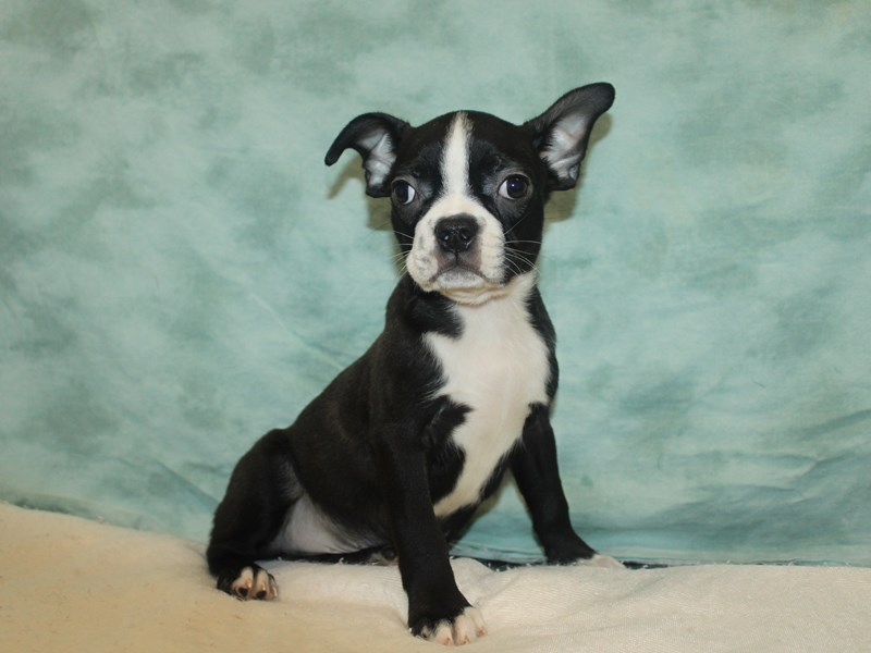 Boston Terrier-Male-Black Brindle and White-3958158-Petland Dalton