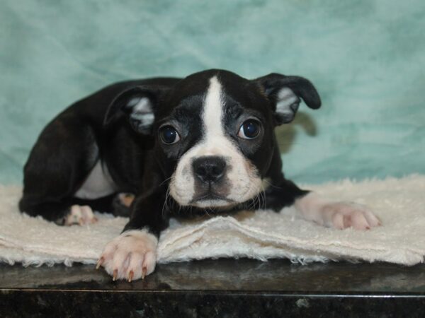 Boston Terrier-DOG-Female-Black Brindle and White-20747-Petland Dalton, Georgia