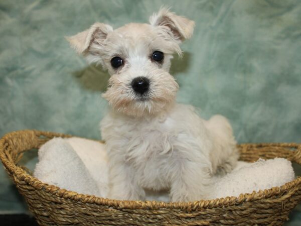 Schnoodle DOG Male White 20780 Petland Dalton, Georgia