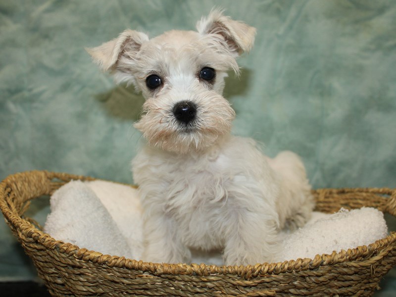 Schnoodle Puppy White ID:20780 Located at Petland Dalton, Georgia