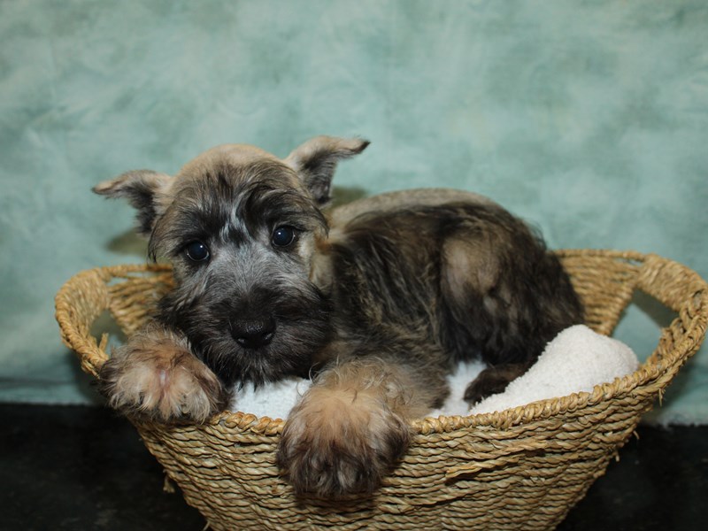Miniature Schnauzer-Male-Black and Silver-3967783-Petland Dalton