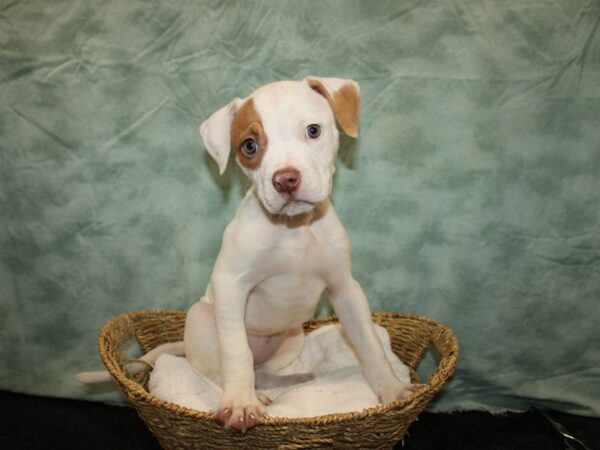 American Bulldog-Dog-Female-White and Red-9680-Petland Dalton, Georgia