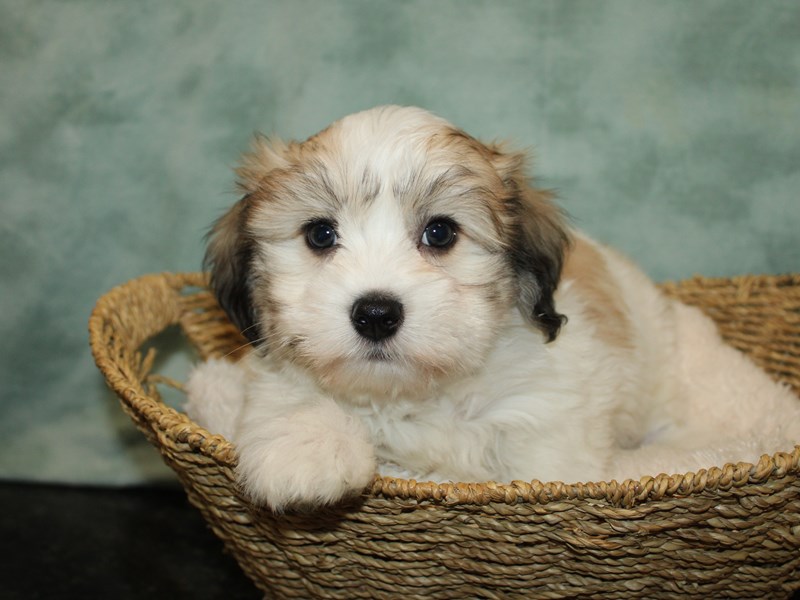 Coton De Tulear-Male-Gold & White-3971609-Petland Dalton