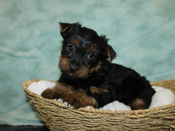 Yorkshire Terrier DOG Male Black and Tan 20797 Petland Dalton, Georgia