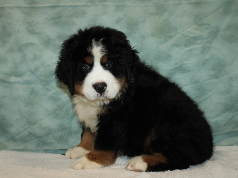 Bernese Mountain Dog-Male-Black White / Tan-3981920-Petland Dalton