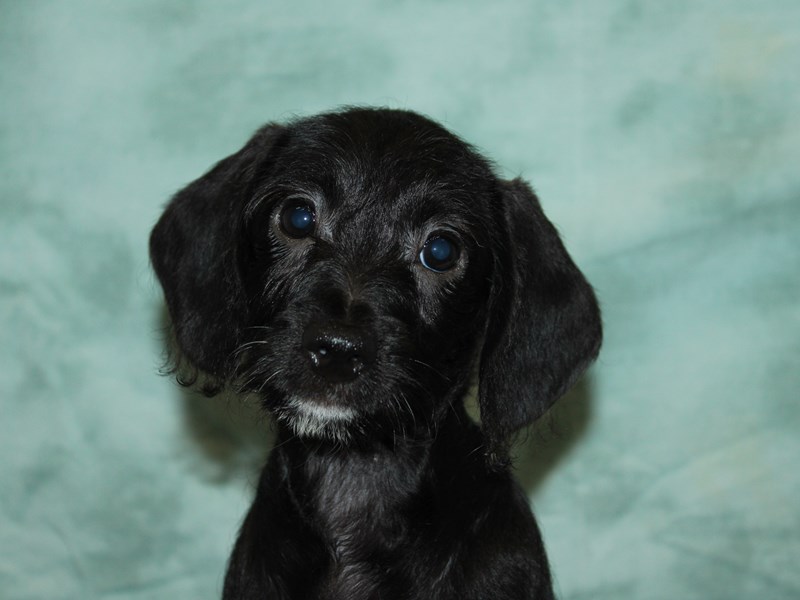 Dachshund-Female-Black-3989813-Petland Dalton