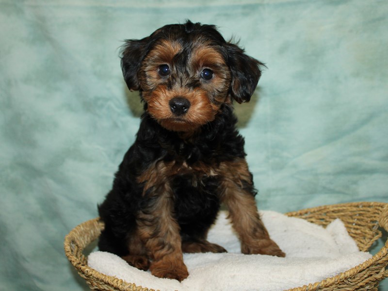 Yorkiepoo-Male-Black / Tan-3990000-Petland Dalton
