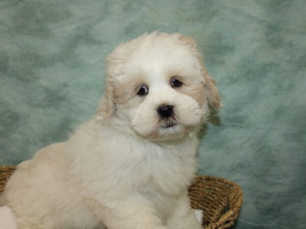 Lhasa Apso Dog Male White / Cream 20812 Petland Dalton, Georgia