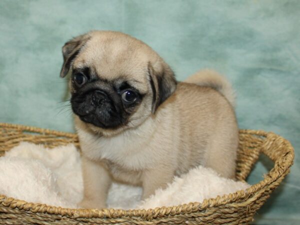 Pug-Dog-Male-fawn-20819-Petland Dalton, Georgia