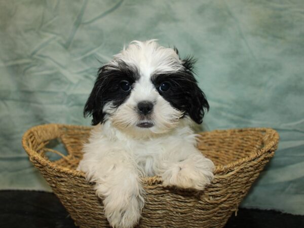 Shih Tzu Dog Male Black and White 20830 Petland Dalton, Georgia