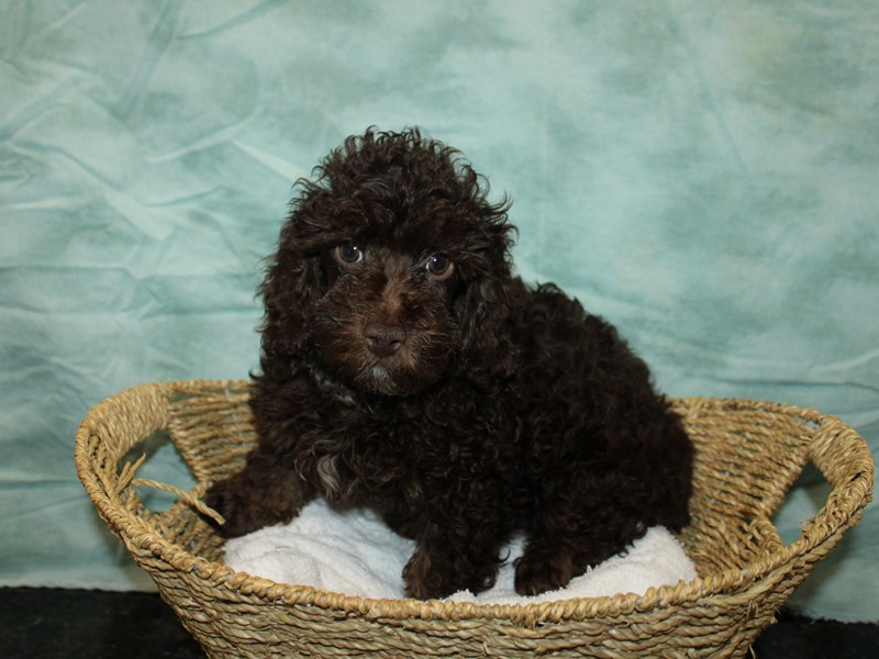 Poodle-Male-Brown-3990026-Petland Dalton