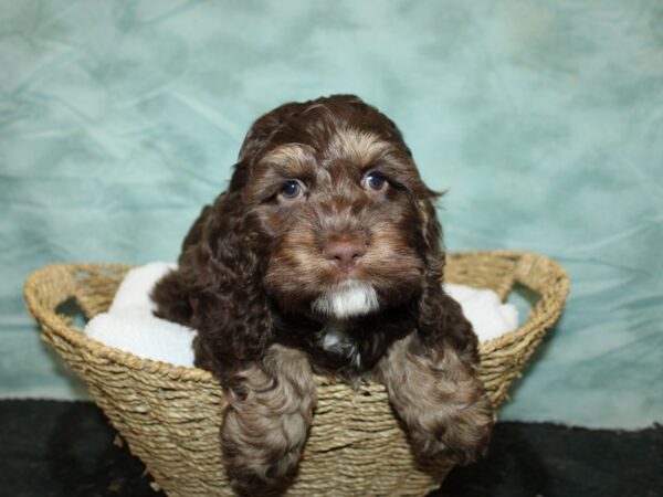 Cock A Poo-Dog-Male-Chocolate / Tan-20824-Petland Dalton, Georgia