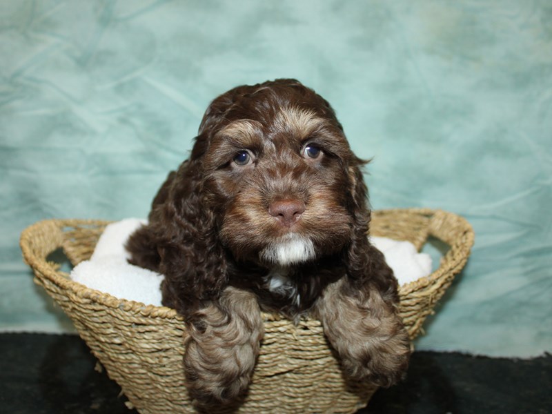 Cock A Poo-Male-Chocolate / Tan-4009662-Petland Dalton