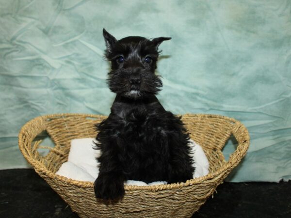 Miniature Schnauzer-DOG-Female-Black-20820-Petland Dalton, Georgia