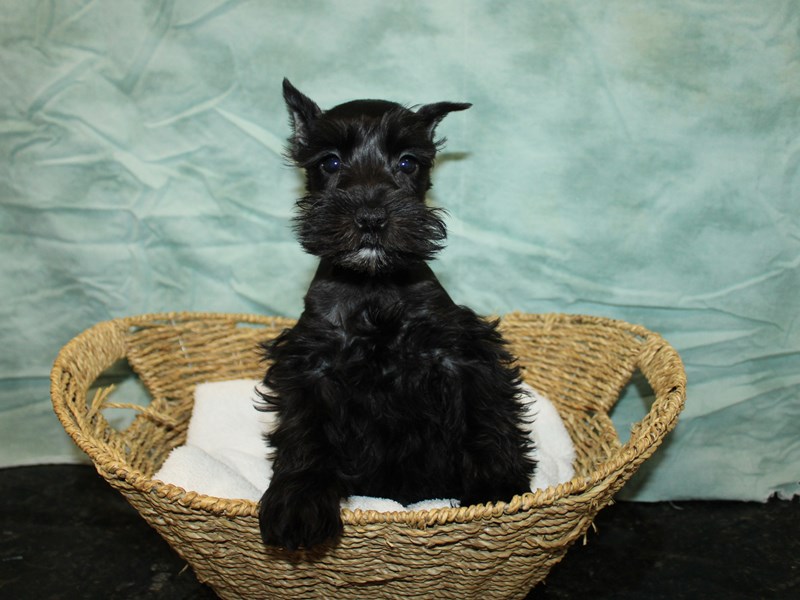 Miniature Schnauzer-Female-Black-4009663-Petland Dalton