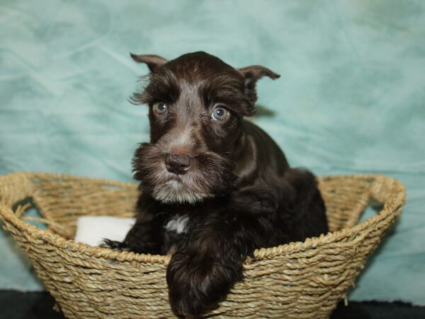 Miniature Schnauzer Dog Female Chocolate 9689 Petland Dalton, Georgia